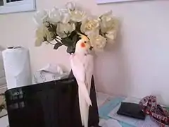 Daisy lutino cockatiel