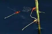 Mating I. The male holds the female behind her head.