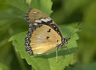 Ventral view (female)