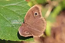 M. m. mineus, dry season form, Nepal