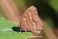 female M. m. mineus, dry season form, Nepal