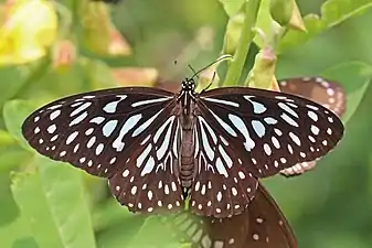 Dorsal view