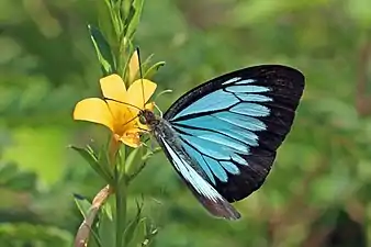 Male, Dorsal view