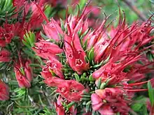 Darwinia grandiflora in Royal Botanic Gardens, Cranbourne