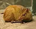 One of the Buffalo Zoo's Brazilian agoutis.