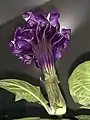 Datura metel 'Fastuosa' - Mature flower, viewed from beneath to show ribbing of purple corolla tube