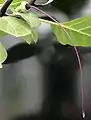 D. metel 'Fastuosa': young, purple-black fruit, with purple pistil still attached, just after fall of senescent corolla and calyx