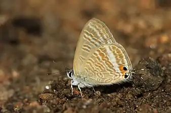 Ventral view