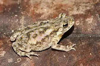 Lateral view