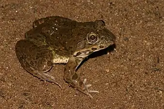 Dorsal view