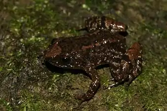 Lateral view