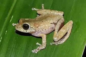 lateral view