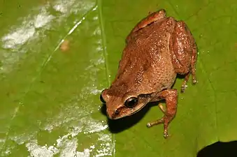 Dorsal view