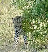 A leopard rubbing his head on a bush