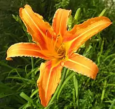 Daylily (Hemerocallis fulva)