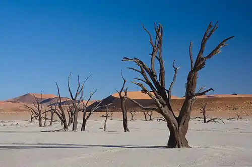 550-year-old dead trees in Dead Vlei