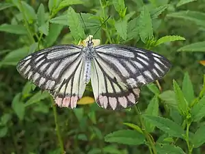 Dorsal view (female)