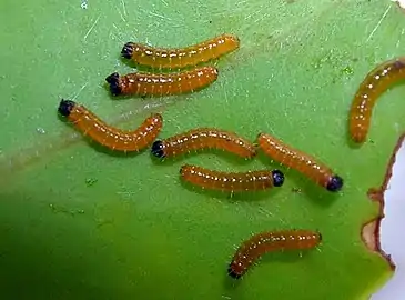 Larva