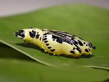 Pupa