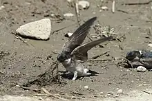 A bird with blue head, brown wings and white underparts on ground is pulling up muddy grass