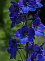 Delphinieae:Delphinium elatum hybrid