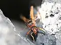 D. dimidiatipenne building a nest on Lanzarote, Canary Islands