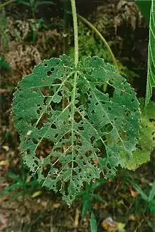 leaf of the Giant Stinging Tree, Gumbaynggirr State Conservation Area