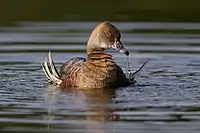 Swimming with plumes visible.