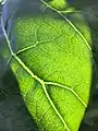 Part of upper surface of single leaf, back-lit to reveal fine detail of venation (Temperate House, Kew Gardens)