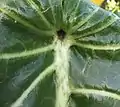 Upper surface of leaf at junction of petiole and lamina, showing palmate venation