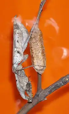 Adult female Deroplatys lobata guarding her ootheca from Cologne Zoo, Germany.