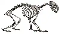 Skeleton of a spectacled bear