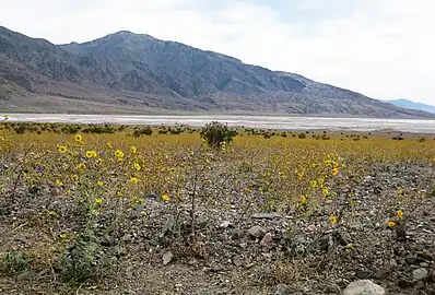 G. canescens in Death Valley