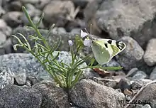 Elphinstonia charlonia from United Arab Emirates