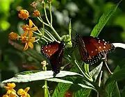 Butterfly pavilion