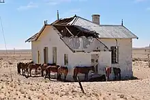 Desert horses at Garub