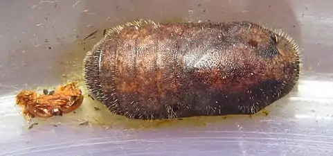 Pupa