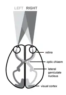 Diagram of lateralized visual pathways of the human brain.