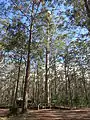 Diamond Tree Tower, Donnelly State Forest, November 2015.