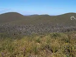 A heath landscape in the Stirling mountains of Western Australia, with a "dieback"-infested valley in the mid-ground