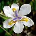 Dietes iridioides