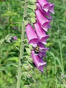 The foxglove, Digitalis purpurea, contains digoxin, a cardiac glycoside. The plant was used to treat heart conditions long before the glycoside was identified.