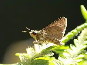 Ventral view