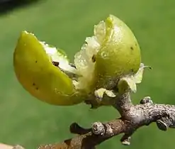 broken green fruit