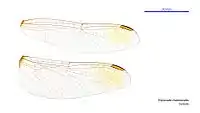 Photo of female wings