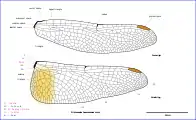 Diagram of male wings