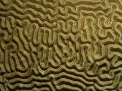 Meanders: symmetrical brain coral, Diploria strigosa