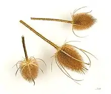 Dried teasel flower head, used to raise the nap on cloth