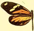 D. a. astynome female