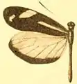 D. t. fortunata male